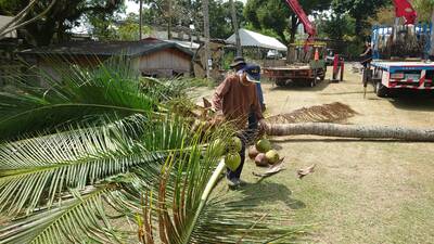 2023.03.25校園椰子樹整修